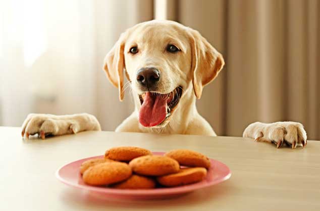 Archivo:Snack para perros.jpg